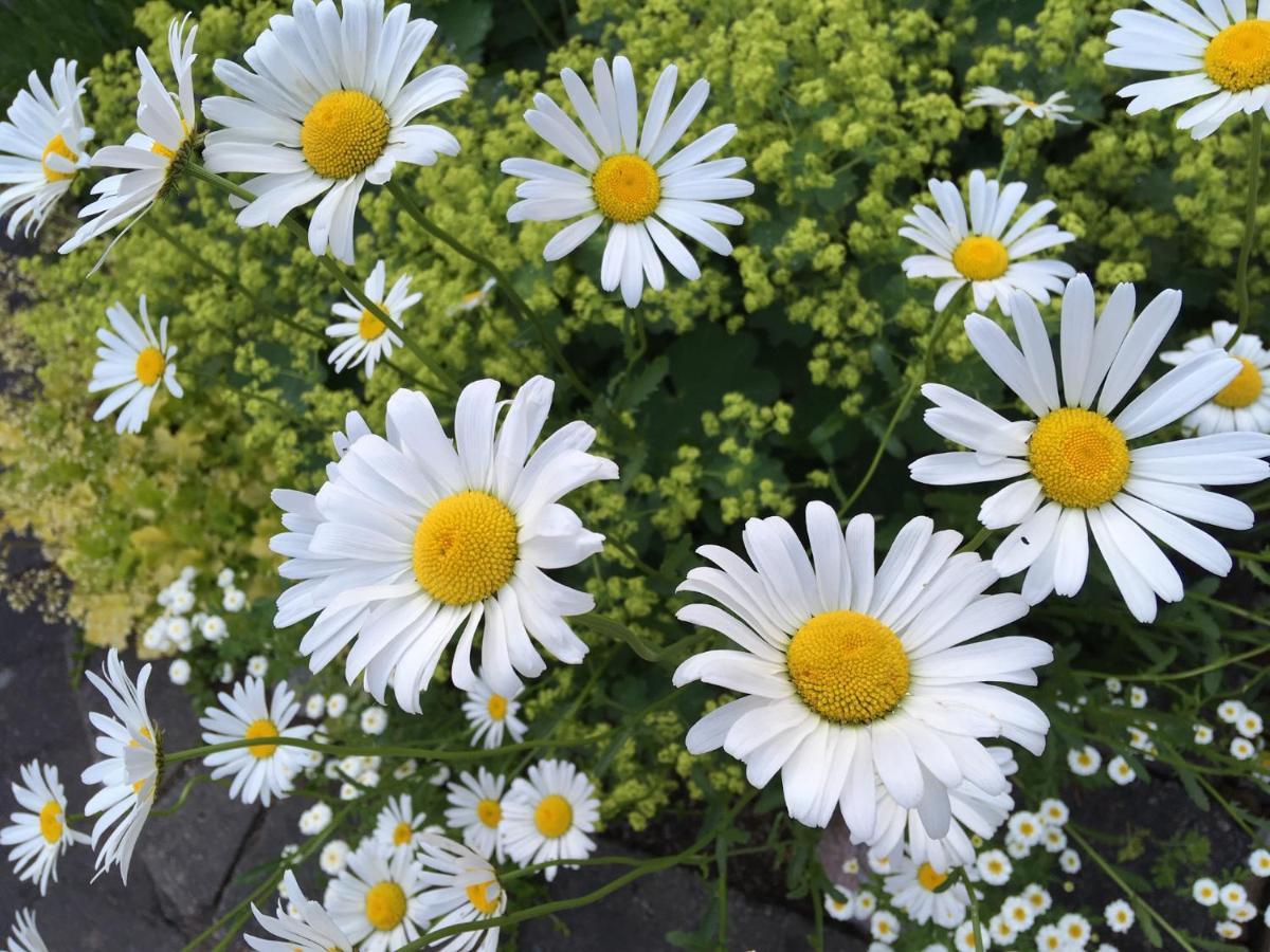 Naturskoent Boende Vid Sjoe Skånes Fagerhult Dış mekan fotoğraf